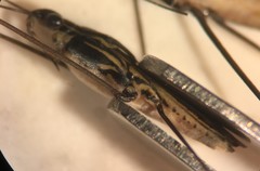 Limnogonus franciscanus