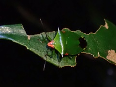 Rhynchocoris plagiatus