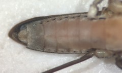 Limnogonus franciscanus