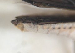 Limnogonus franciscanus