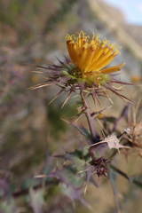 Berkheya cruciata