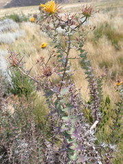 Berkheya cruciata