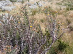 Berkheya cruciata