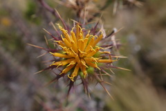 Berkheya cruciata