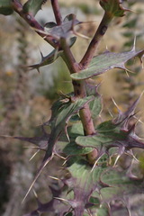 Berkheya cruciata
