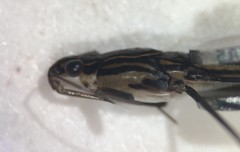 Limnogonus recens
