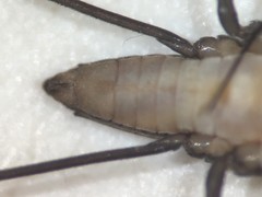 Limnogonus recens