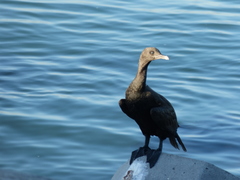 Phalacrocorax neglectus