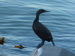 Phalacrocorax neglectus