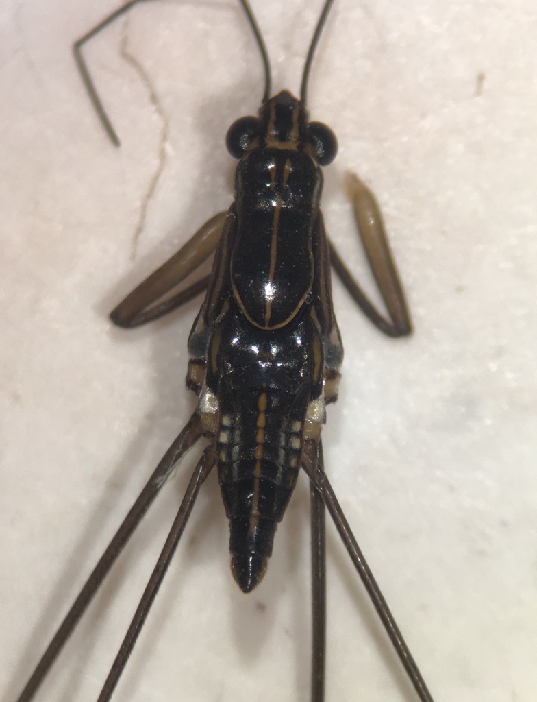 Limnogonus recens