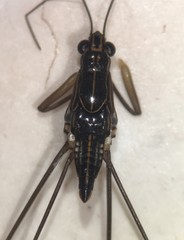 Limnogonus recens