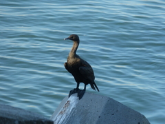 Phalacrocorax neglectus