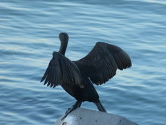 Phalacrocorax neglectus