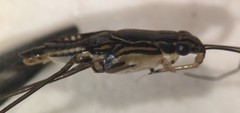 Limnogonus recens