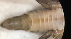 Limnogonus recens