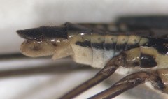 Limnogonus recens