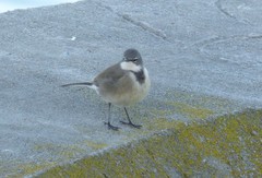 Motacilla capensis capensis