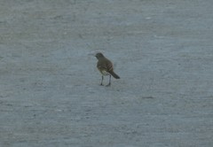 Motacilla capensis capensis