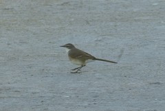 Motacilla capensis capensis