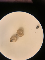 Paralaoma hobarti