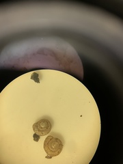 Paralaoma hobarti