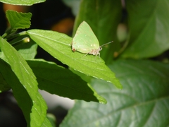 Cyanophrys herodotus