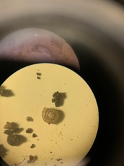 Paralaoma hobarti