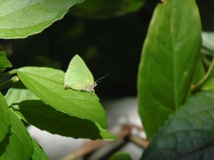 Cyanophrys herodotus