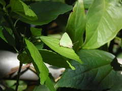 Cyanophrys herodotus