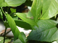 Cyanophrys herodotus