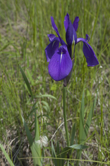 Iris laevigata