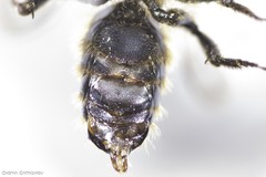 Osmia ferruginea