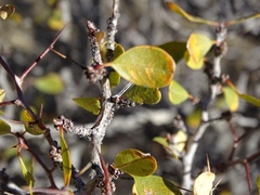 Pseudoziziphus parryi