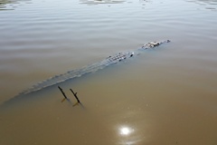 Crocodylus acutus
