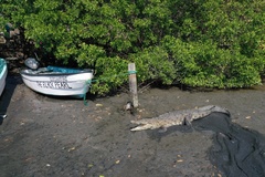Crocodylus acutus