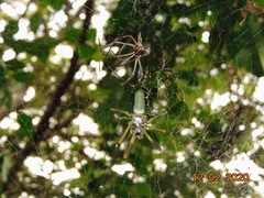 Trichonephila clavipes