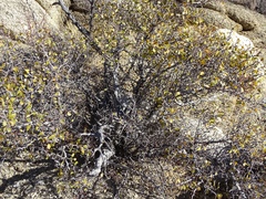 Pseudoziziphus parryi