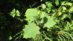 Solanum hirtum