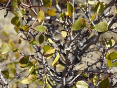 Pseudoziziphus parryi