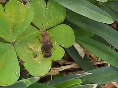Suillia variegata