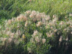 Phragmites vallatoria