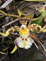 Oncidium hallii