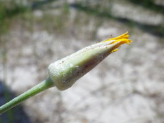 Tragopogon borysthenicus