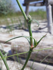 Tragopogon borysthenicus