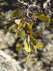 Pseudoziziphus parryi
