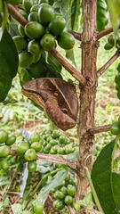 Eryphanis