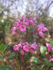 Apocynum venetum