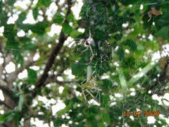 Trichonephila clavipes