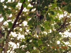 Trichonephila clavipes