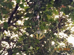 Trichonephila clavipes